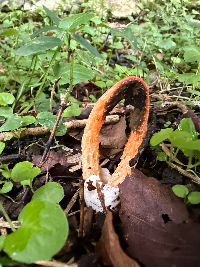 Clathrus bicolumnatus · October 2025 · photo: © satoshiy (iNaturalist, cc-by)