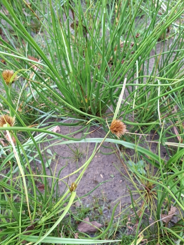 Bohemian Sedge (Carex bohemica)