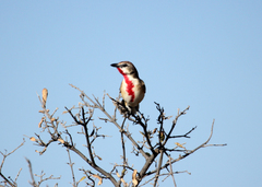 Rhodophoneus cruentus