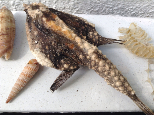 Roughback Batfish (Ogcocephalus parvus) — Ogcocephalidae — 3