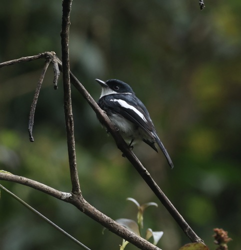 Ward's Vanga