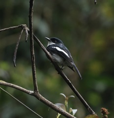 Ward's Flycatcher photo 5