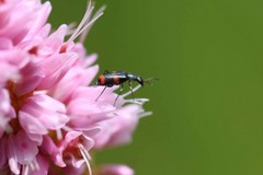 Anthocomus fasciatus