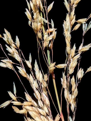 Muhlenbergia tricholepis, 2025-10-14