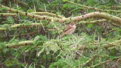 Lanius phoenicuroides