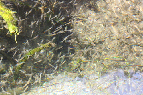 Decapoda
