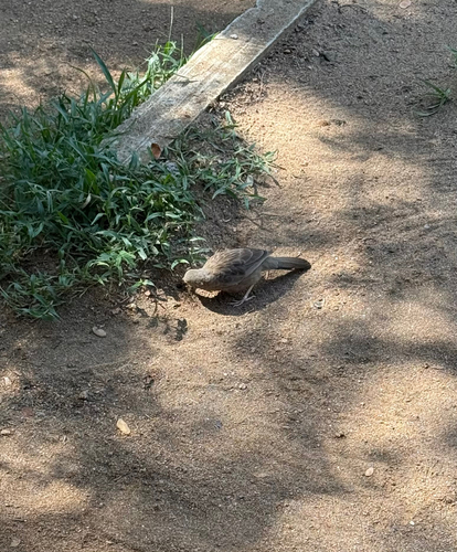 Yellow-billed Babbler