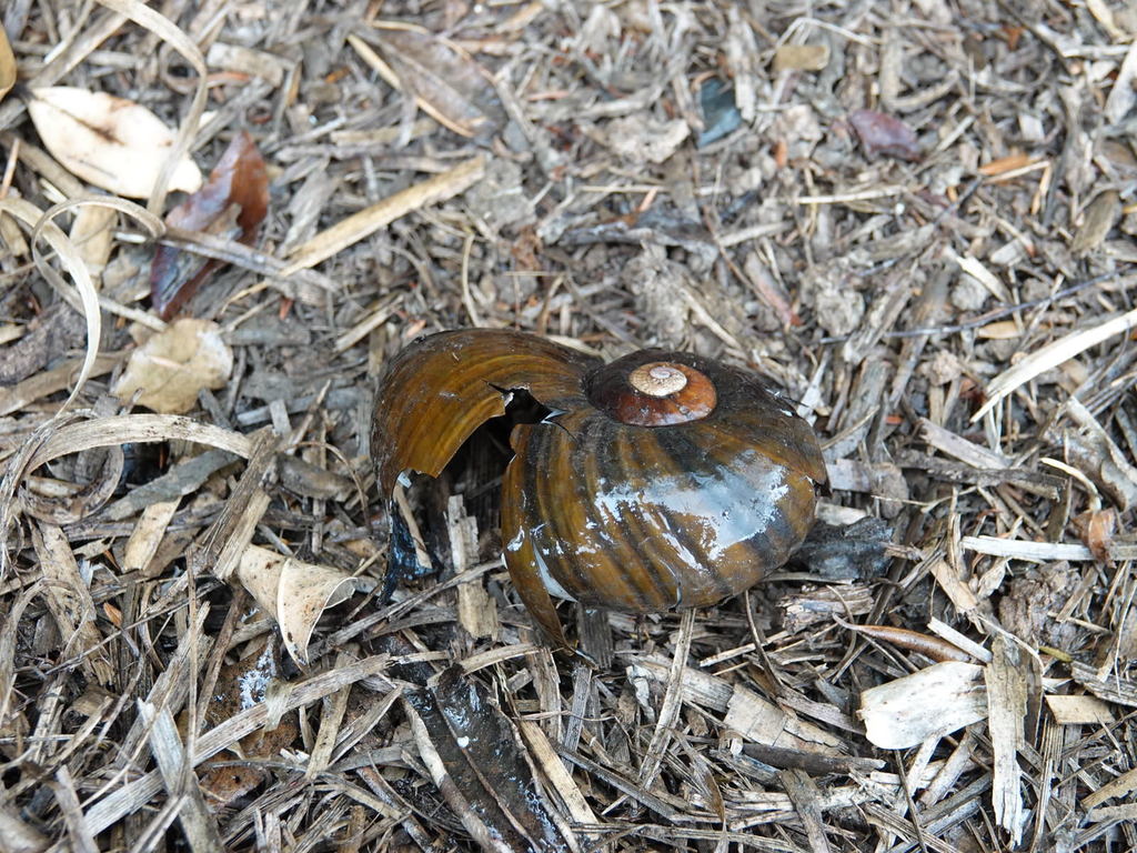 Kauri Snail from Titirangi, Auckland 0604, New Zealand on December 16