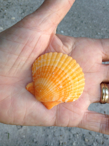 Atlantic Calico Scallop