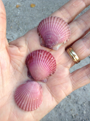 Atlantic Calico Scallop