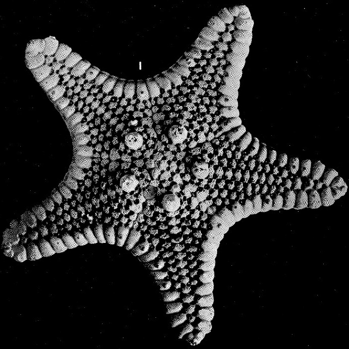 Pseudogoniodiscaster