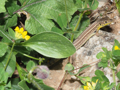 Lacerta trilineata polylepidota
