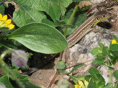 Lacerta trilineata polylepidota