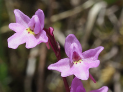 Orchis quadripunctata