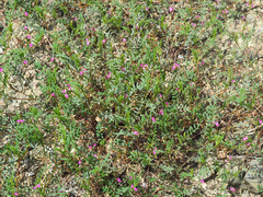 Onobrychis caput-galli