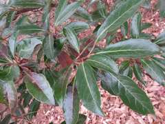 Viburnum odoratissimum