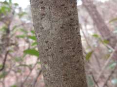 Viburnum odoratissimum