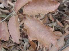 Lindera glauca