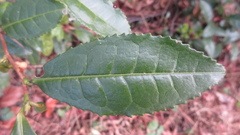 Camellia sinensis