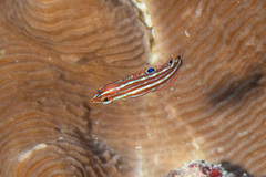 Claudia's Wrasse photo 3