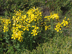 Hypericum perfoliatum