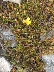 Hibbertia procumbens