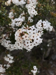 Epacris lanuginosa