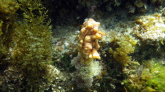 Pyura gibbosa