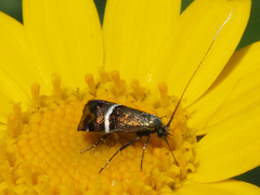 Adela paludicolella