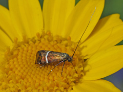 Adela paludicolella