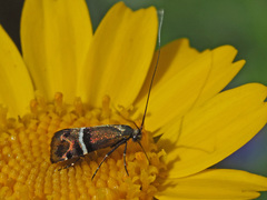 Adela paludicolella