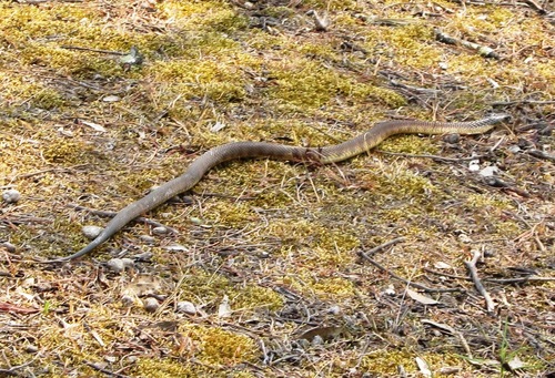 Tiger Snake sighting