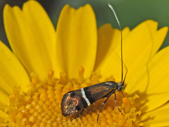 Adela paludicolella