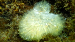 Polycitor