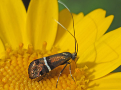 Adela paludicolella