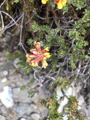Pultenaea stricta