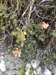 Pultenaea stricta