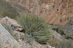Artemisia rutifolia