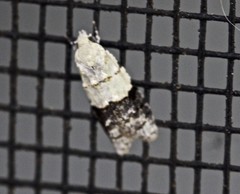 Tracholena sulfurosa