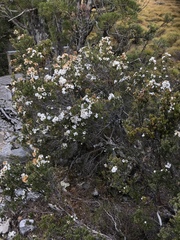 Epacris lanuginosa