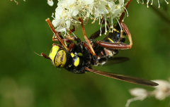 Spilomyia diophthalma