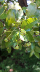 Cleistanthus schlechteri