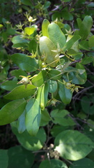 Cleistanthus schlechteri