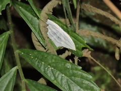 Acropteris leptaliata