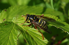 Spilomyia diophthalma