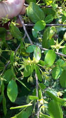 Cleistanthus schlechteri