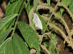 Acropteris leptaliata