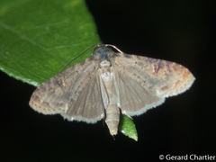 Lophoptera