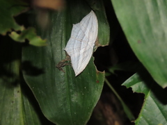 Acropteris leptaliata