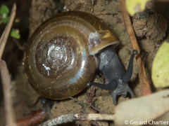 Ariophantidae